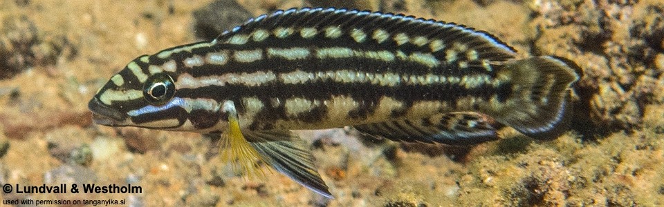 Julidochromis cf. regani 'Nondwa'