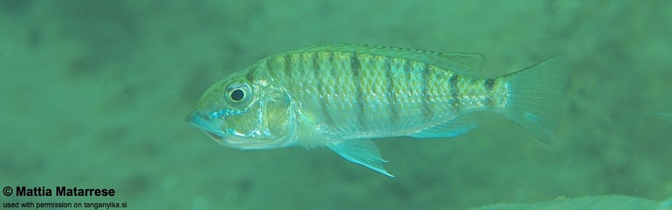 'Gnathochromis' pfefferi 'Nondwa Point'