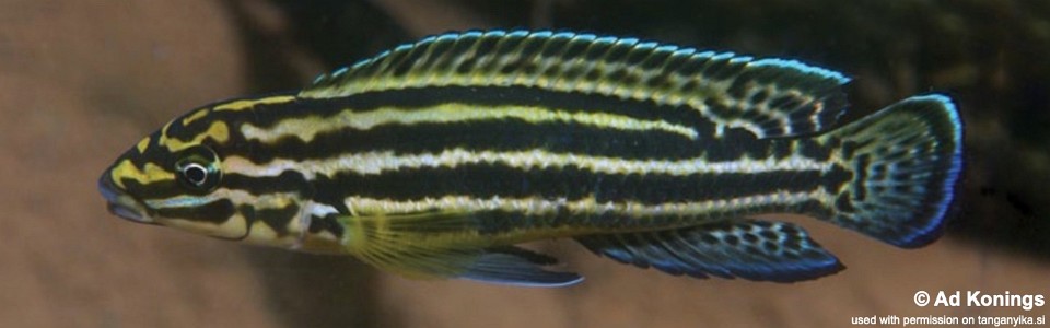 Julidochromis regani 'Nyanza-Lac'