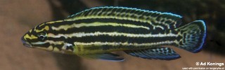 Julidochromis regani 'Nyanza-Lac'.jpg