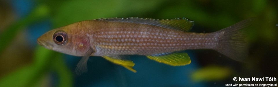 Paracyprichromis brieni 'Rumonge'