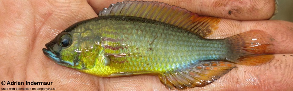 Astatoreochromis straeleni 'Ruzizi River'