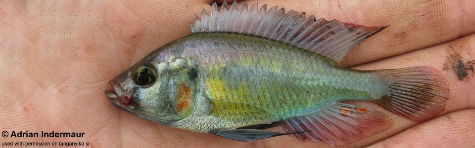 Astatotilapia cf. stappersii 'Ruzizi River'<br><font color=gray>Haplochromis cf. stappersii 'Ruzizi River'</font>
