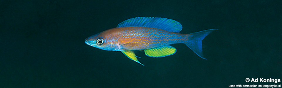 Cyprichromis pavo 'Samazi'
