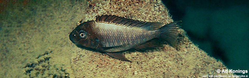 Petrochromis ephippium 'Samazi'