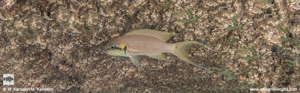 Neolamprologus brichardi 'Sangalawe Point'