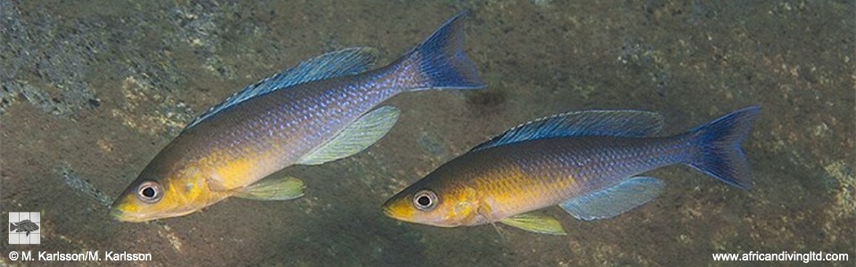 Cyprichromis sp. 'dwarf jumbo' Segunga<br><font color=gray>Cyprichromis sp. 'leptosoma kigoma' Segunga</font>