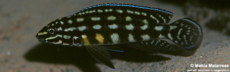 Julidochromis cf. marlieri 'Segunga'<br><font color=gray>J. sp. 'Marlieri Kungwe' Segunga</font>