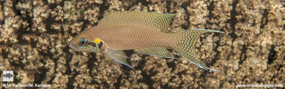 Neolamprologus brichardi 'Segunga Bay'