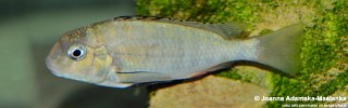 Pseudosimochromis babaulti 'Shanshete'.jpg