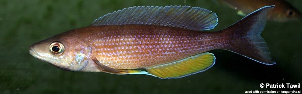 Cyprichromis pavo 'Sibwesa'