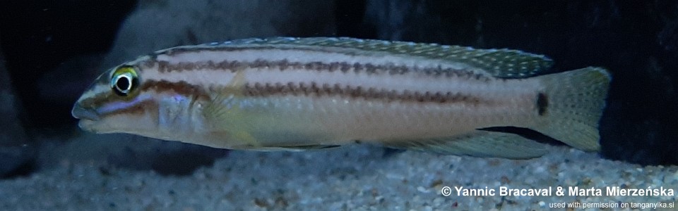 Julidochromis cf. marksmithi 'Sibwesa'