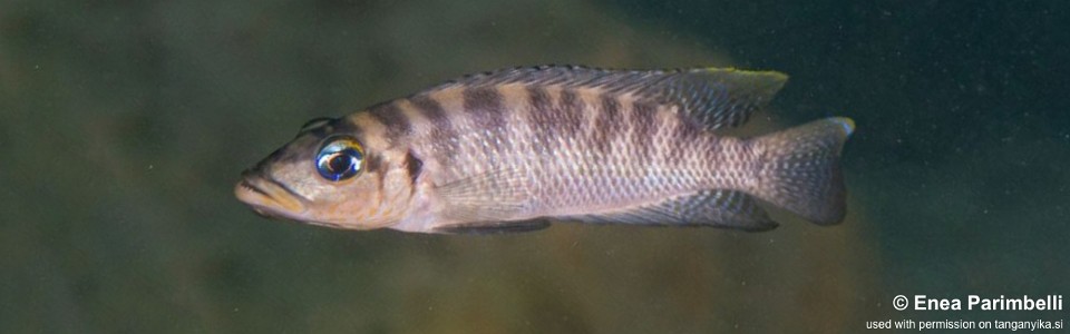 Neolamprologus fasciatus 'Sibwesa'<br><font color=gray>Altolamprologus fasciatus 'Sibwesa'</font>