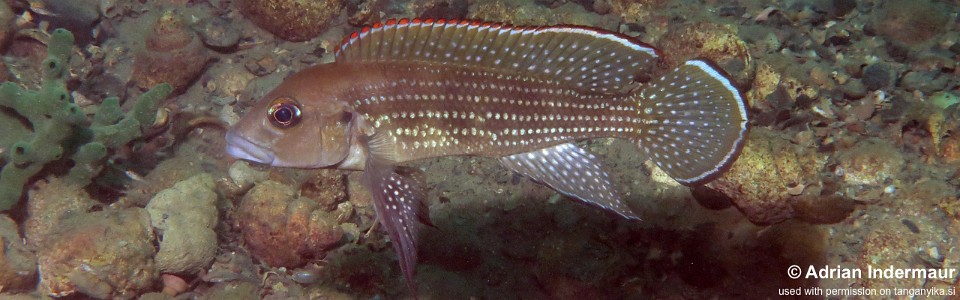 Neolamprologus tetracanthus 'Sibwesa'