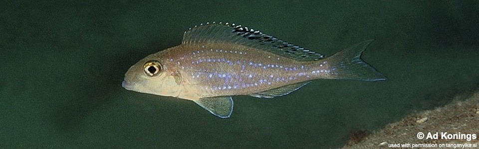 Xenotilapia spilopterus 'Sibwesa'