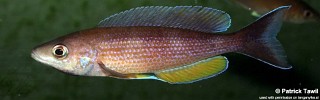 Cyprichromis pavo 'Sibwesa'.jpg