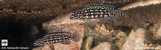 Julidochromis cf. marlieri 'Singa Island'.jpg