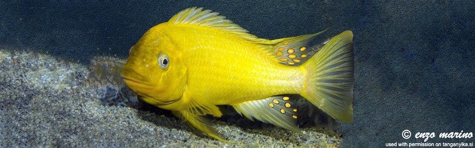 Petrochromis ephippium 'Siyeswe'<br><font color=gray>Moshi Yellow</font>