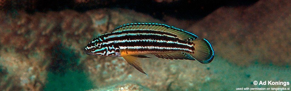 Julidochromis cf. regani 'Sumbu'