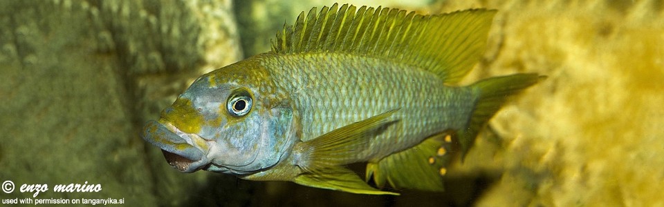 Petrochromis macrognathus 'Sumbu'