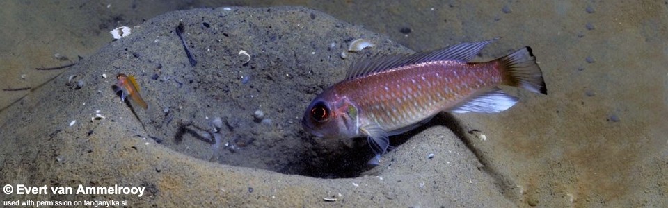 Triglachromis otostigma 'Sumbu'