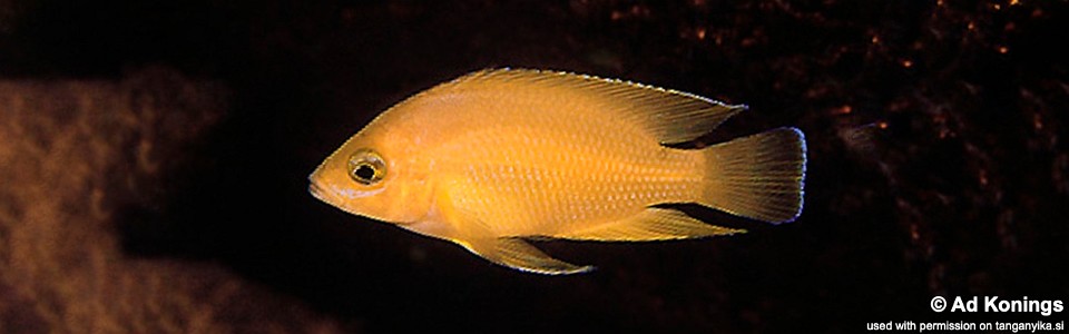 Variabilichromis moorii 'Sumbu Island'