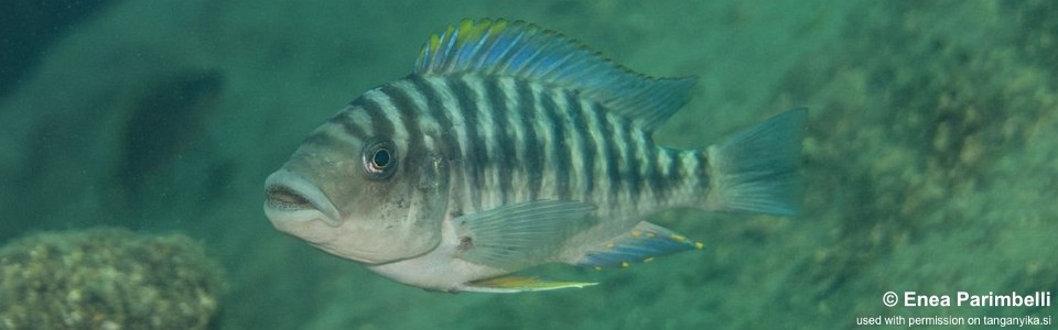 Petrochromis fasciolatus 'Taala (Lusembwa) Point'