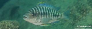 Petrochromis fasciolatus 'Taala (Lusembwa) Point'.jpg