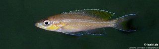 Paracyprichromis brieni 'Tembwe (Deux)'.jpg