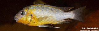Petrochromis cf. polyodon 'Tembwe Deux'.jpg