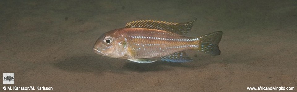 Limnochromis auritus 'Tundu'