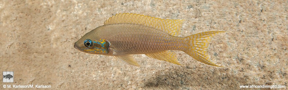 Neolamprologus brichardi 'Tundu (Kala Bay)'
