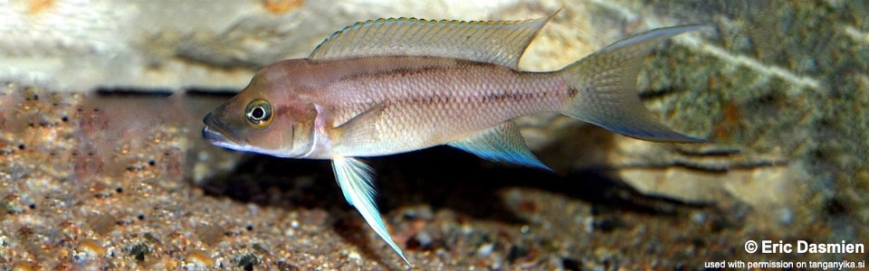 Neolamprologus longicaudatus 'Ubwari'