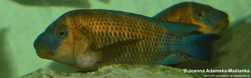 Petrochromis famula 'Ubwari'