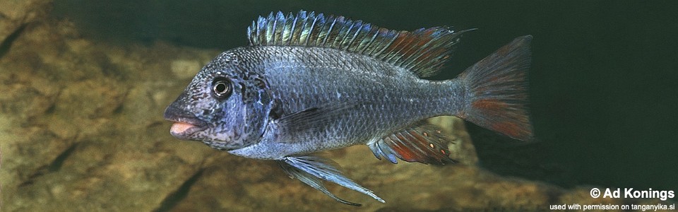 Petrochromis sp. 'texas red' Ubwari
