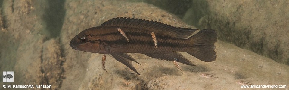 Chalinochromis sp. 'bifrenatus striped' Udachi