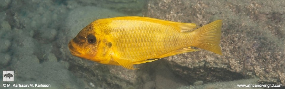 Petrochromis ephippium 'Udachi'