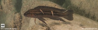 Chalinochromis sp. 'bifrenatus striped' Udachi.jpg
