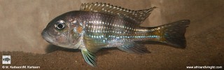 Limnochromis auritus 'Udachi'.jpg