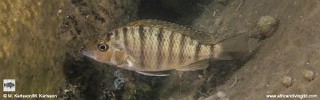 exGnathochromis pfefferi 'Udachi'.jpg