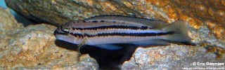 Chalinochromis sp. 'bifrenatus striped' Ulwile Island.jpg