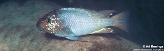 Petrochromis sp. 'texas blue' Ulwile Island.jpg