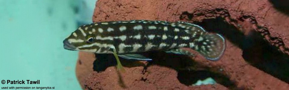 Julidochromis marlieri 'Uvira'