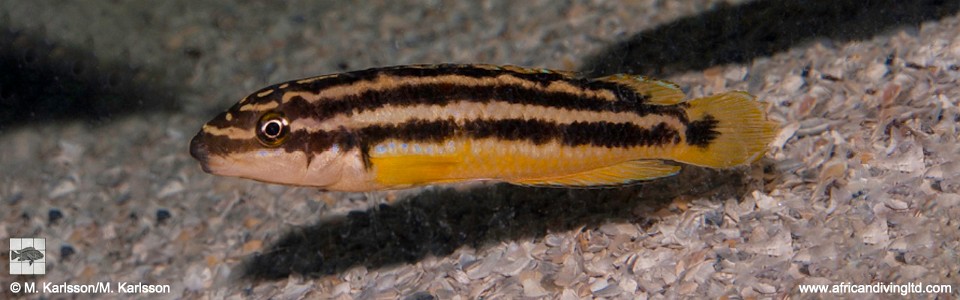 Julidochromis sp. 'ornatus uvira' Uvira