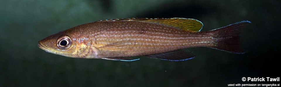 Paracyprichromis brieni 'Uvira'
