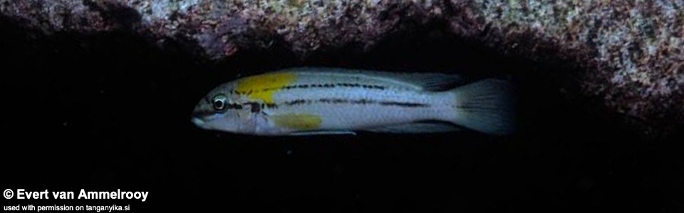 Chalinochromis sp. 'bifrenatus south' Wampembwe