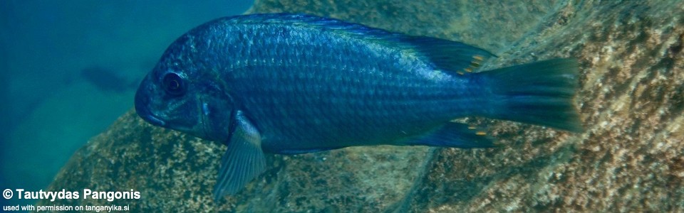 Petrochromis sp. 'texas blue neon' Wampembe
