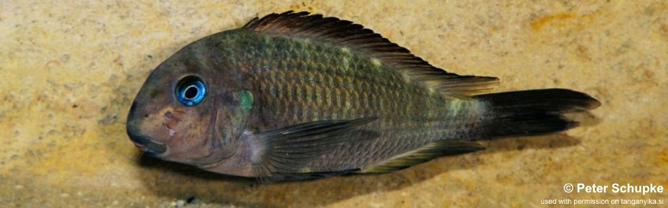 Tropheus sp. 'crescentic' Yungu<br><font color=gray>Tropheus sp. 'lunatus' Yungu<br>Green Congo</font> 