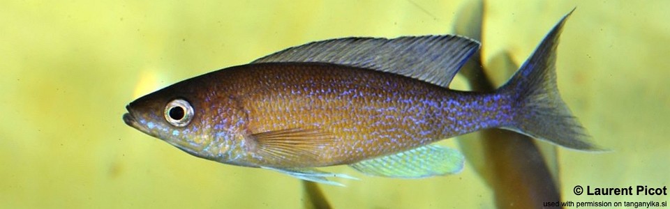 Cyprichromis pavo 'Zongwe'