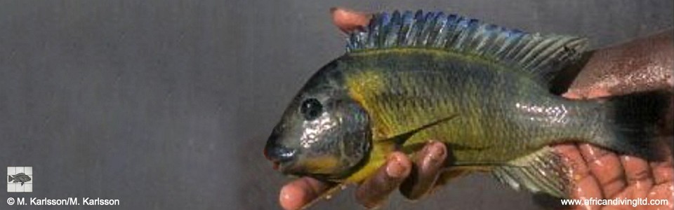 Petrochromis cf. polyodon 'Zongwe'